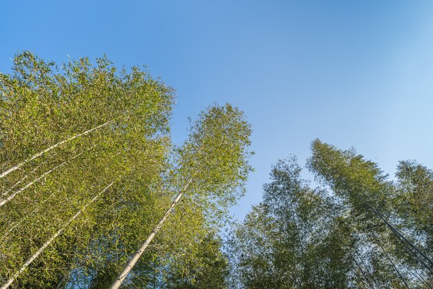 Olhando para o bambu verde sob o céu azul