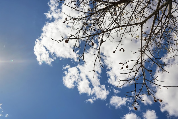 Olhando para o baobá, apenas algumas folhas, mas frutas nos galhos, contra o céu azul com nuvens