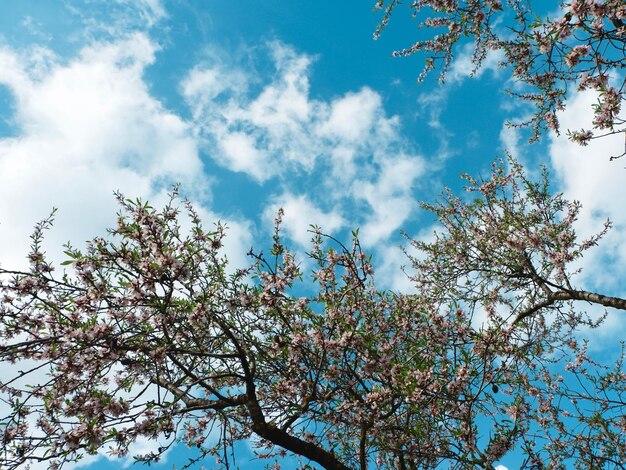 Olhando para uma árvore de amendoeiras em flor contra o céu azul vívido com nuvens Parque da cidade de Madrid Quinta de los molinos na primavera Espanha