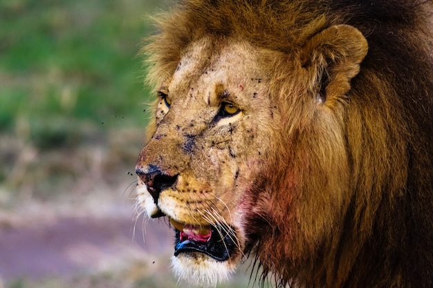 Olhar atento de um leão. Masai Mara, Quênia