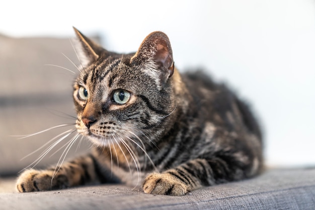 Olhar de um gato doméstico cinzento e branco com olhos azuis em um sofá bonito em uma casa. Melhor amigo do homem, melhor animal, gato precioso