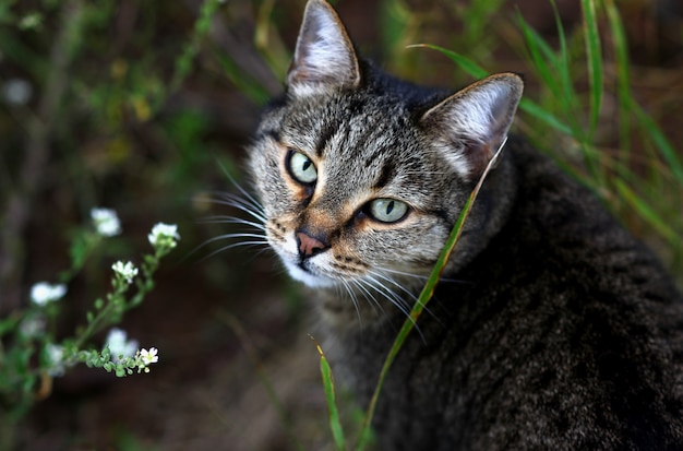 olhar de um lindo gato no fundo de flores silvestres