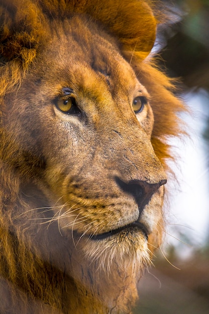 Olhar impressionante para a câmera de um leão adulto. Visitando o importante orfanato de Nairobi para animais desprotegidos ou feridos. Quênia