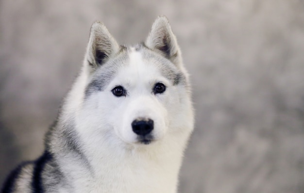 Olhar sério de um cão husky siberiano cinza e branco.