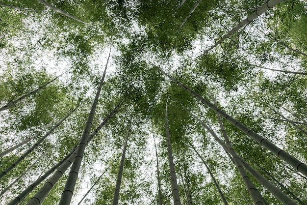 Olhe para o bambu alto na floresta de bambu