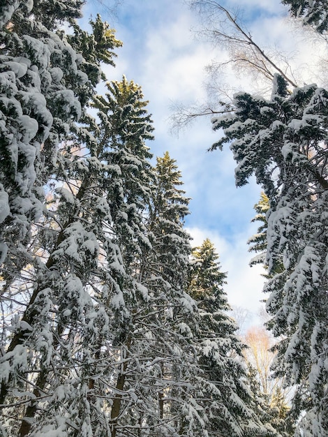 Foto olhe para o céu azul com nuvens brancas acima dos topos dos abetos cobertos de neve na floresta de inverno