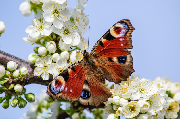 Olho de pavão borboleta fechado em um galho de ameixa florescente