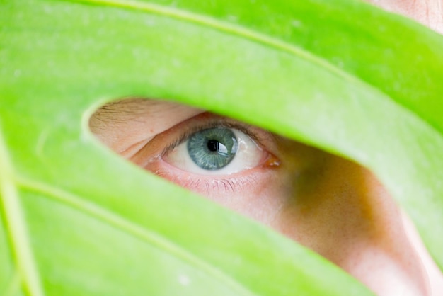 Foto olho espiando por trás de um lençol monstera