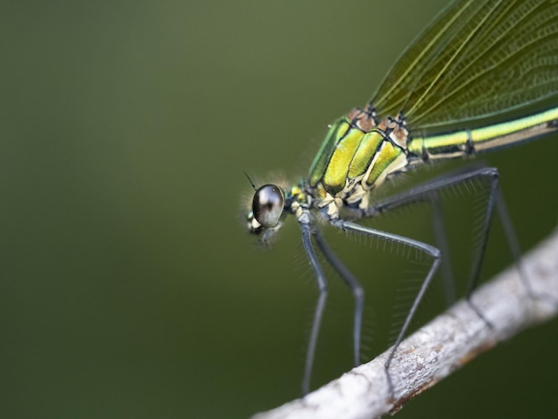 Olho libélula close-up macro