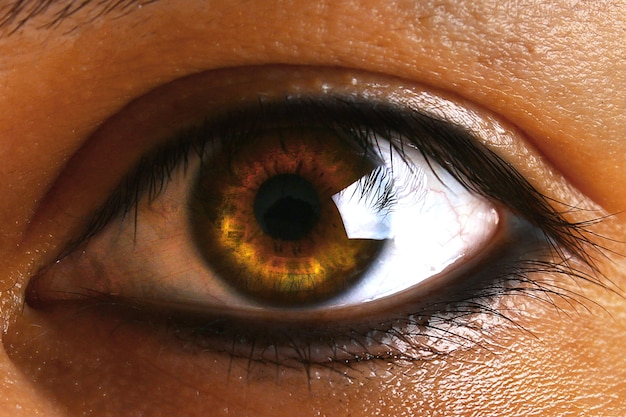Olho marrom marrom verde humano fêmea com pestanas.