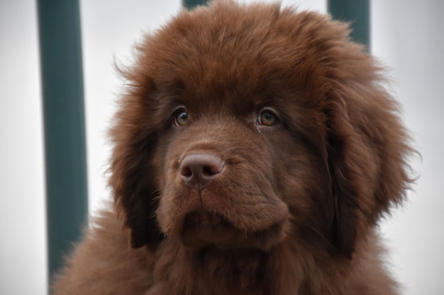 Olhos carmel muito doces em um cachorrinho marrom da Terra Nova