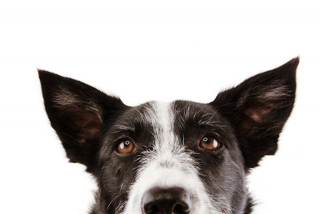 Olhos curiosos do cão de border collie do close-up.