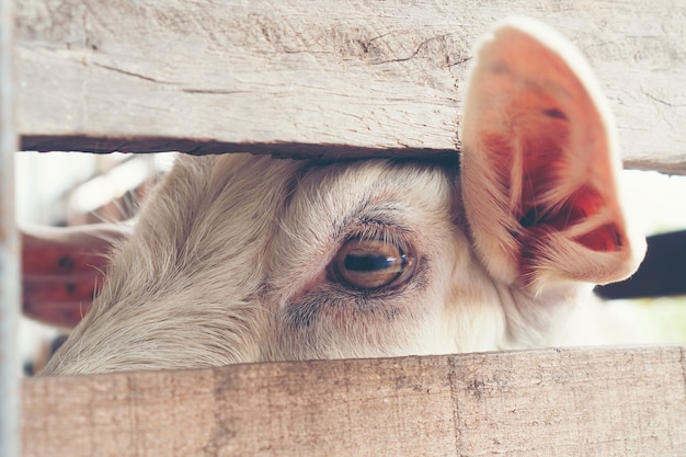 Olhos de cabra, olhos que os animais comunicam