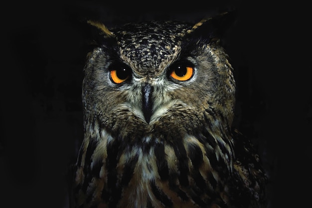 Foto olhos de coruja fecham à noite retrato de ave de rapina animal selvagem