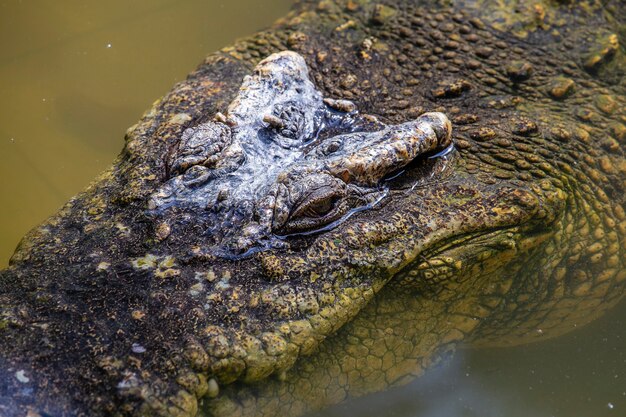 Olhos de crocodilo grandes estão olhando para um lago de água verde. tailândia, close up