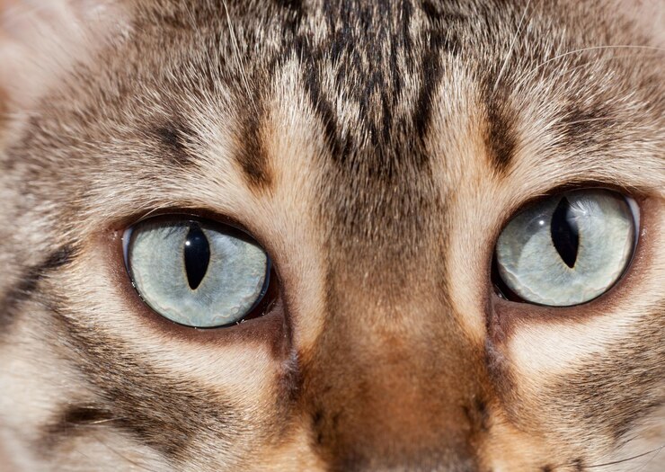 Foto olhos de gatinho de bengala em macro close-up