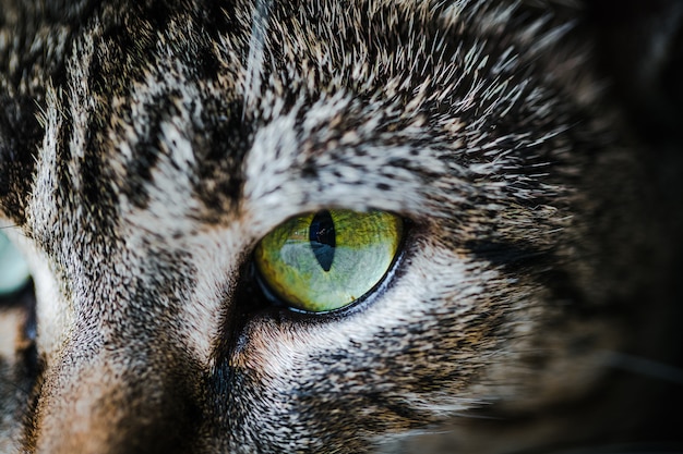 Olhos de gato closeup