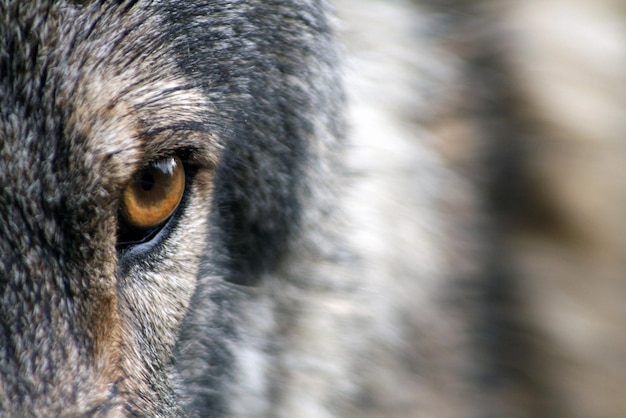 Olhos de lobo fechados Olhos de lobo