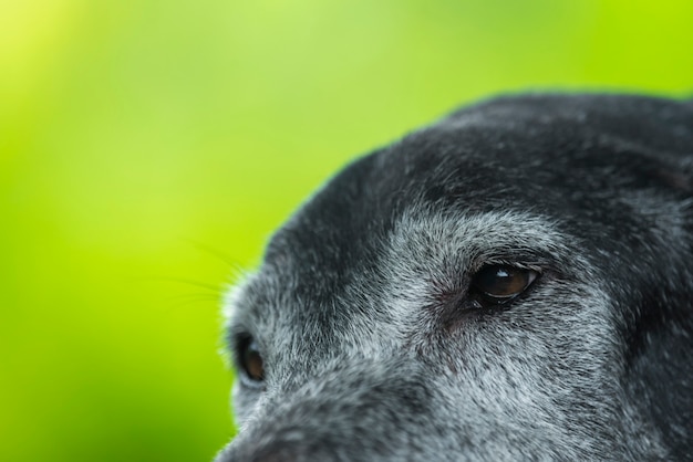 Olhos do cão