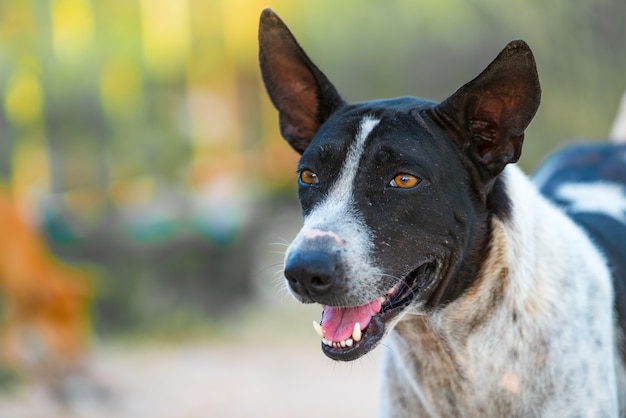 Olhos do olho do cão da cara olham