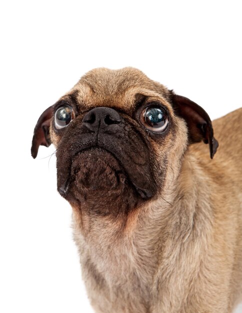 Foto olhos grandes closeup pug