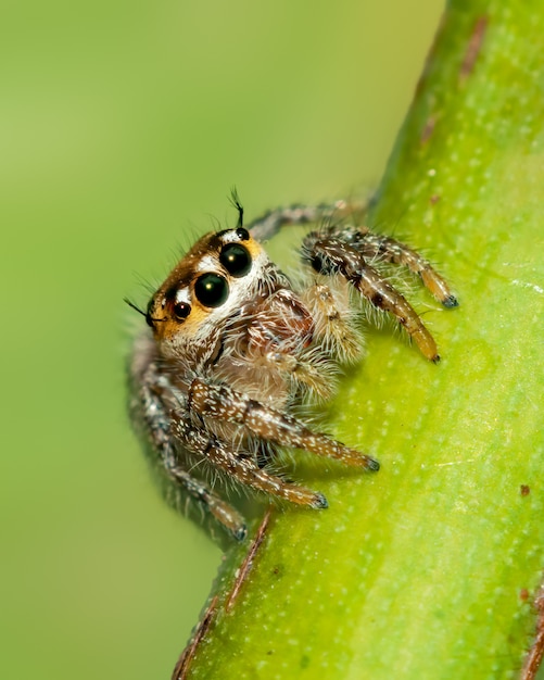 Olhos grandes e brilhantes de uma aranha saltadora em uma cabeça grande