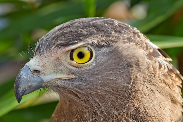 Olhos olhando da águia