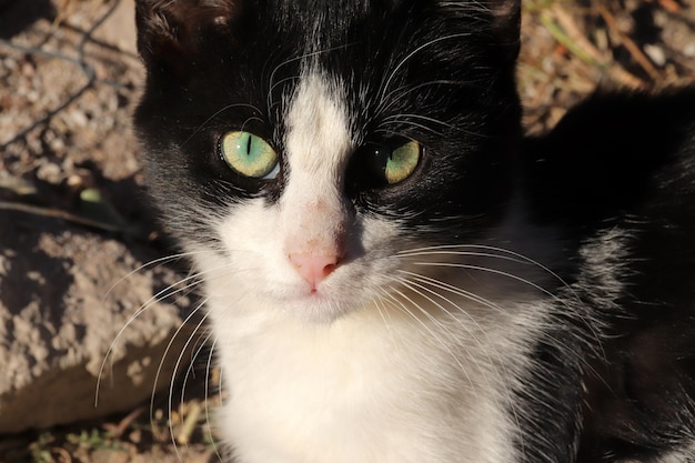 Olhos verdes e gato fofo