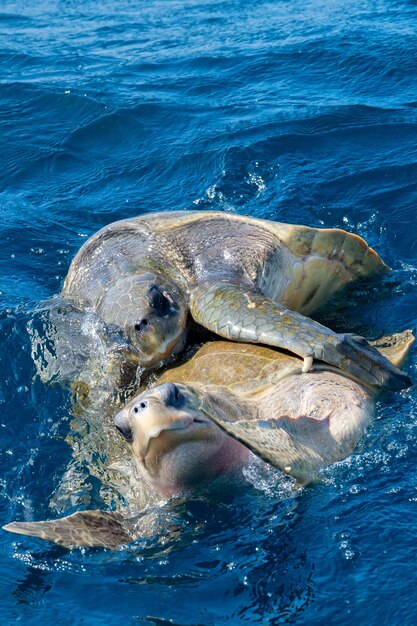 Oliv-Bastardschildkröten oder Lepidochelys olivacea führen ein Paarungsritual durch