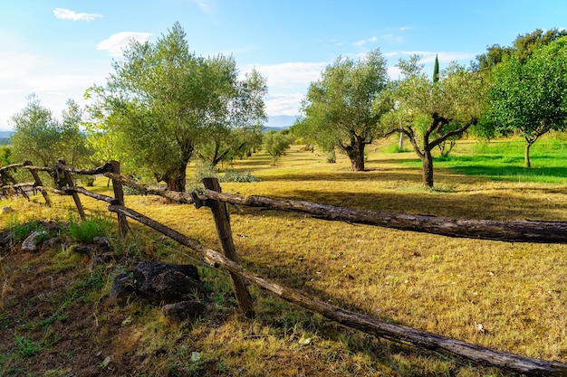 Olivar con valla de madera al atardecer en un día de verano