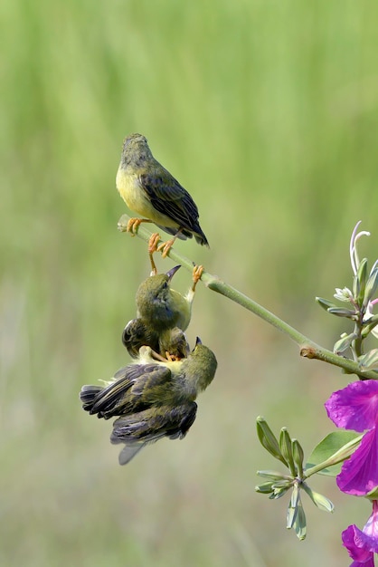 Olive backes sunbird está alimentando a sus polluelos