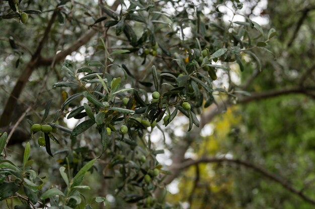 Olive tree after rain Olive fruits em um ramo closeup foco seletivo