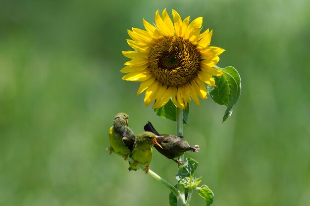 OliveBacked Sunbirds alimentando al niño Cinnyris Jugularis