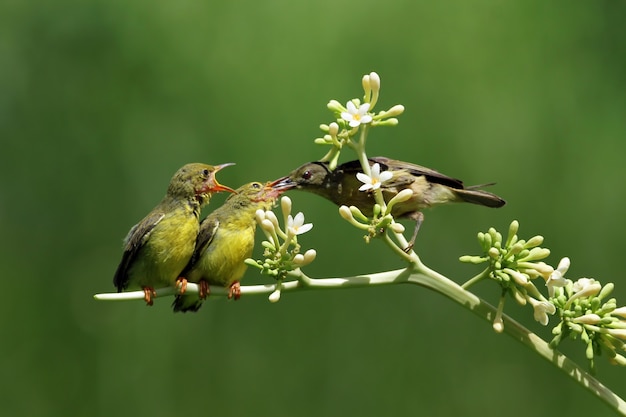 Foto olivebacked sunbirds alimentando al niño