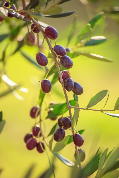 Foto oliveira com frutas