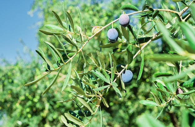 Oliveira com frutos maduros closeup foco seletivo em azeitonasProdutos agrícolas olival