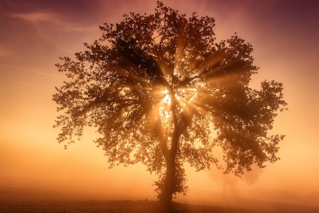 Oliveira única na bela neblina ensolarada no fundo natural do nascer do sol com raios solares através da névoa