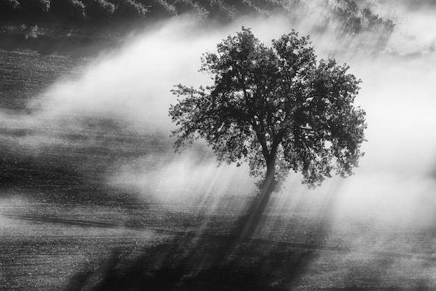 Oliveira única na bela neblina ensolarada no fundo natural do nascer do sol com raios solares através da névoa