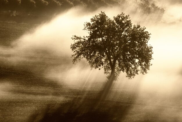 Oliveira única na bela neblina ensolarada no fundo natural do nascer do sol com raios solares através da névoa