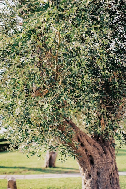 Foto oliveira velha com azeitonas verdes entre as folhagens