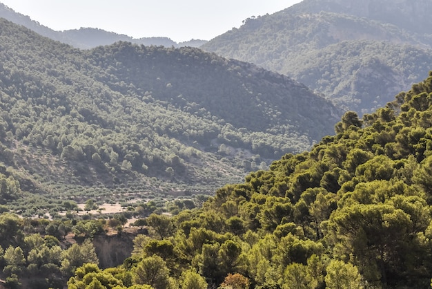 oliveiras campos Jaen Andaluzia Espanha