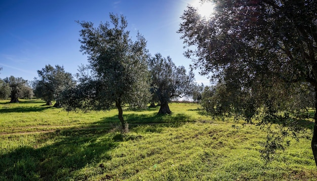 Oliveiras do campo de Itália Sicília