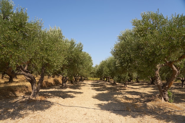 Oliveiras em um olival em creta.