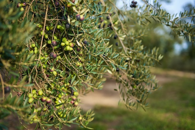 Oliveiras em um ramo de frutas cultivadas na oliveira