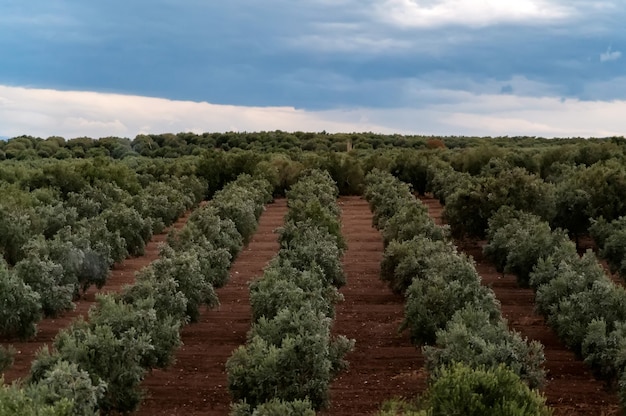 Oliveiras em uma fileira. plantação e céu nublado. foco seletivo