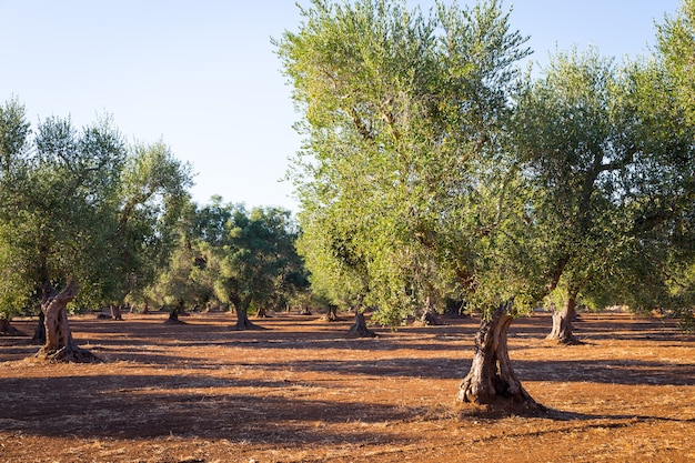 Oliveiras na região de Puglia, sul da Itália - com mais de 200 anos. Temporada de verão, luz natural do pôr do sol.