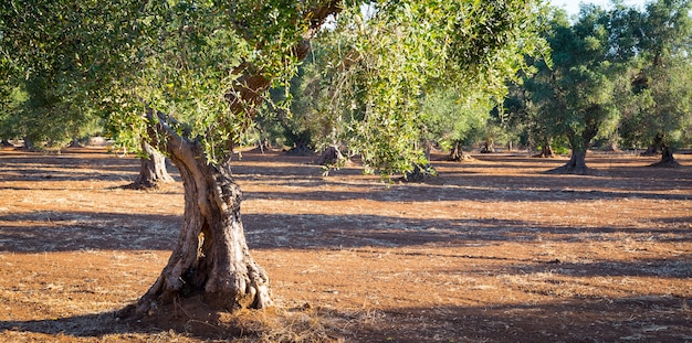 Oliveiras na região de Puglia, sul da Itália - com mais de 200 anos. Temporada de verão, luz natural do pôr do sol.