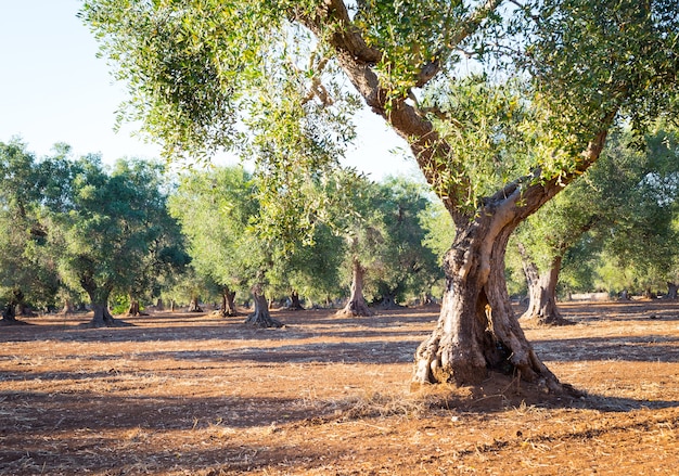 Oliveiras na região de Puglia, sul da Itália - com mais de 200 anos. Temporada de verão, luz natural do pôr do sol.