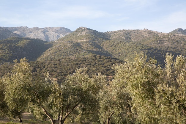 Oliveiras no Parque Nacional Sierra Magina Jaen Espanha