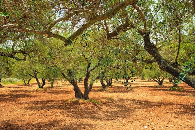 Oliveiras Olea europaea em Creta, Grécia, para produção de azeite
